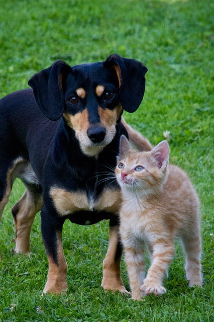 Convivencia entre perros y gatos