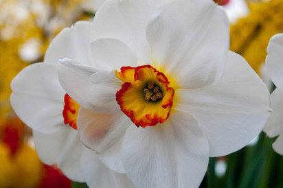 El narciso, la flor preciosa del mes de Marzo