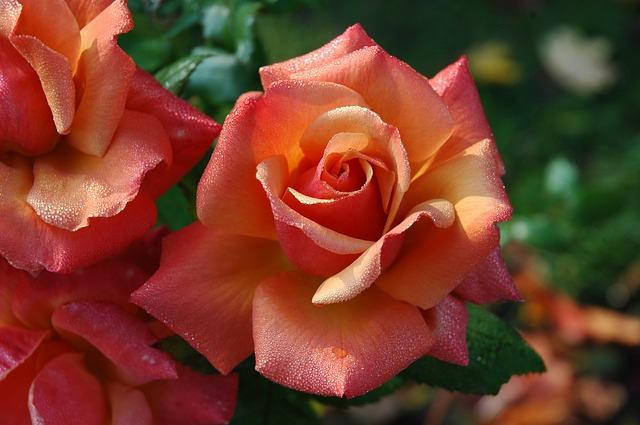¿Quieres plantar, cuidar y multiplicar rosas?