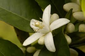 Azahar de la India, que linda flor y su olor exquisito