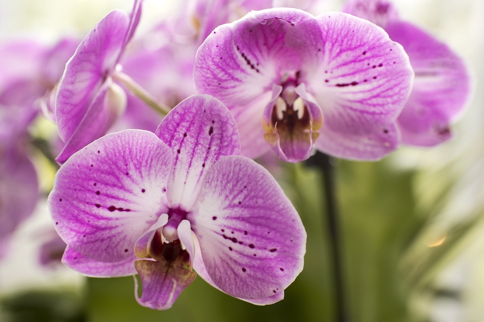 Nuestra Orquídea cumple 65 años como Flor Nacional