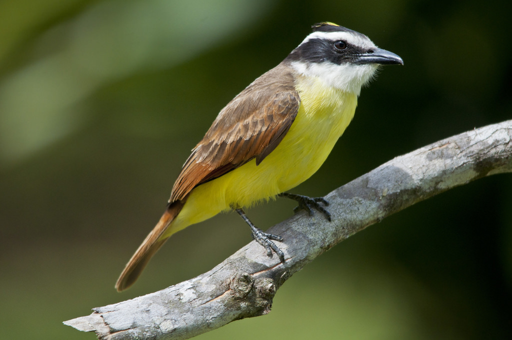 Los alegres y cantarinos Cristofué