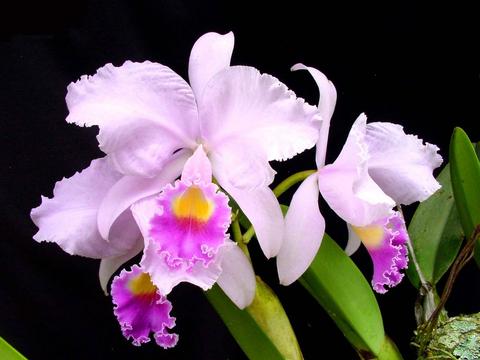 Se inaugura en Caracas “XII Exposición de Orquídeas de FUNCOR”