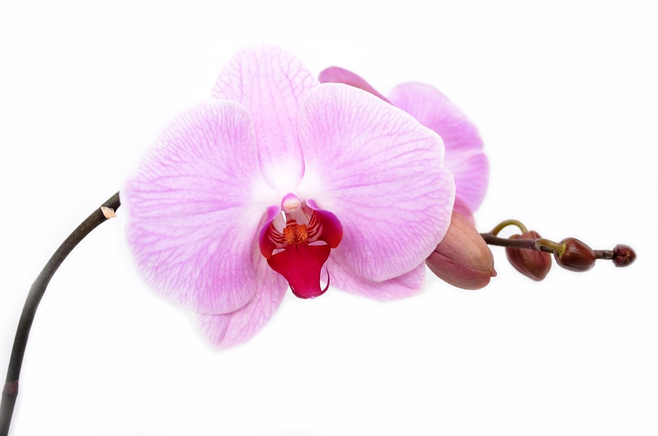 orchid-165218_960_720