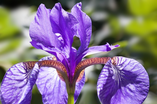 Iris la flor del mes de Febrero