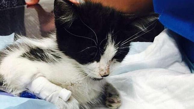 Broken, la gatica que murió tras recibir la paliza de unos niños