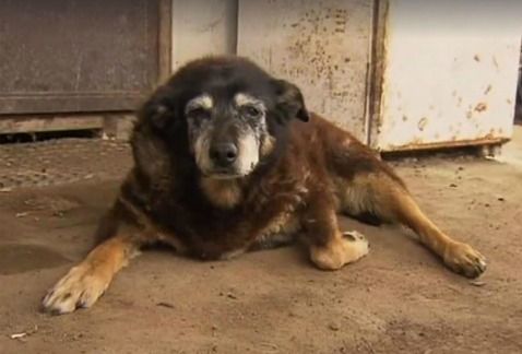 Murió Maggie, la perrita más vieja del mundo
