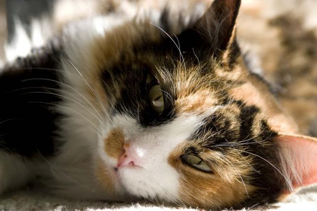 La Lipidosis Hepática en mininos, gatos que se ponen amarillos