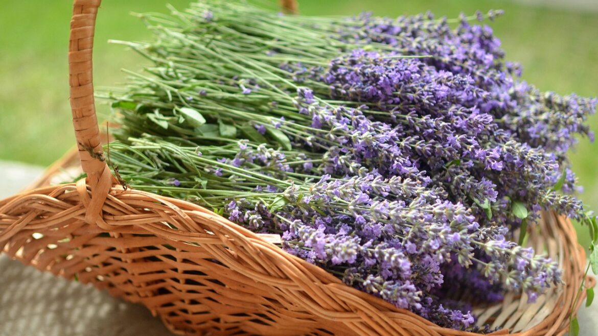 La delicadeza de las lavandas, esas flores tan chic que aportan calor de hogar