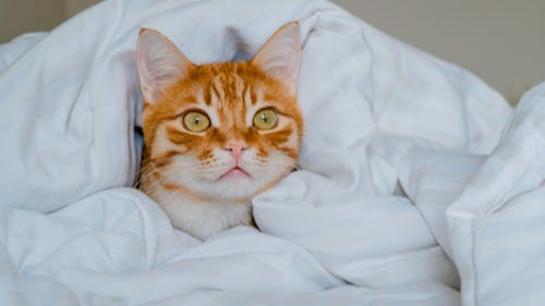 Gatos amarillos «naranjosos» ¿más traviesos que los demás?