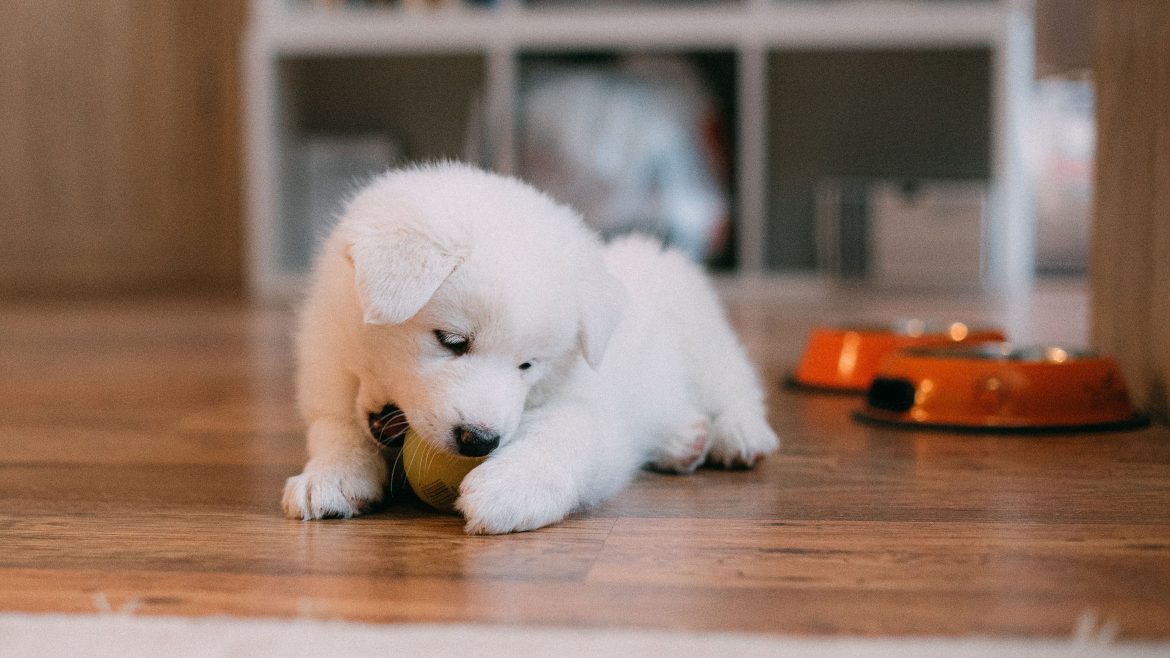 ¿Cómo dejar a mi perro solo en casa?